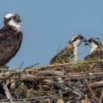 The Rights of Nature